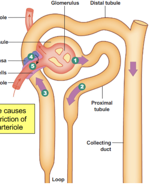 <p>Due to the DCT resting against bowman’s capsule, macula densa cells in the DCT can sense increased flow, which causes paracrine release (adenine) to constrict the afferent arteriole. Juxtaglomerular cells in the afferent arteriole can then release renin based on Na+ concentration. Results in a decreased GFR in response to higher blood pressures. </p>