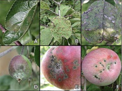 What is this injury called?