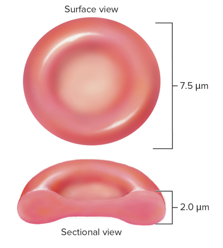 <p>structure of erythrocytes</p>