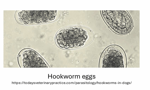 <p>have teeth or cutting plates on ventral</p><p>blood suckling mat cause anemia</p>