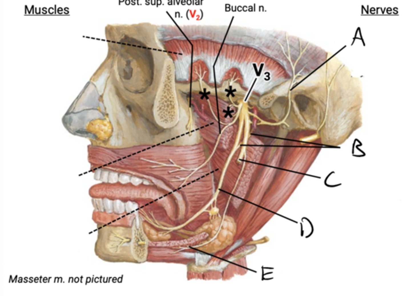 knowt flashcard image