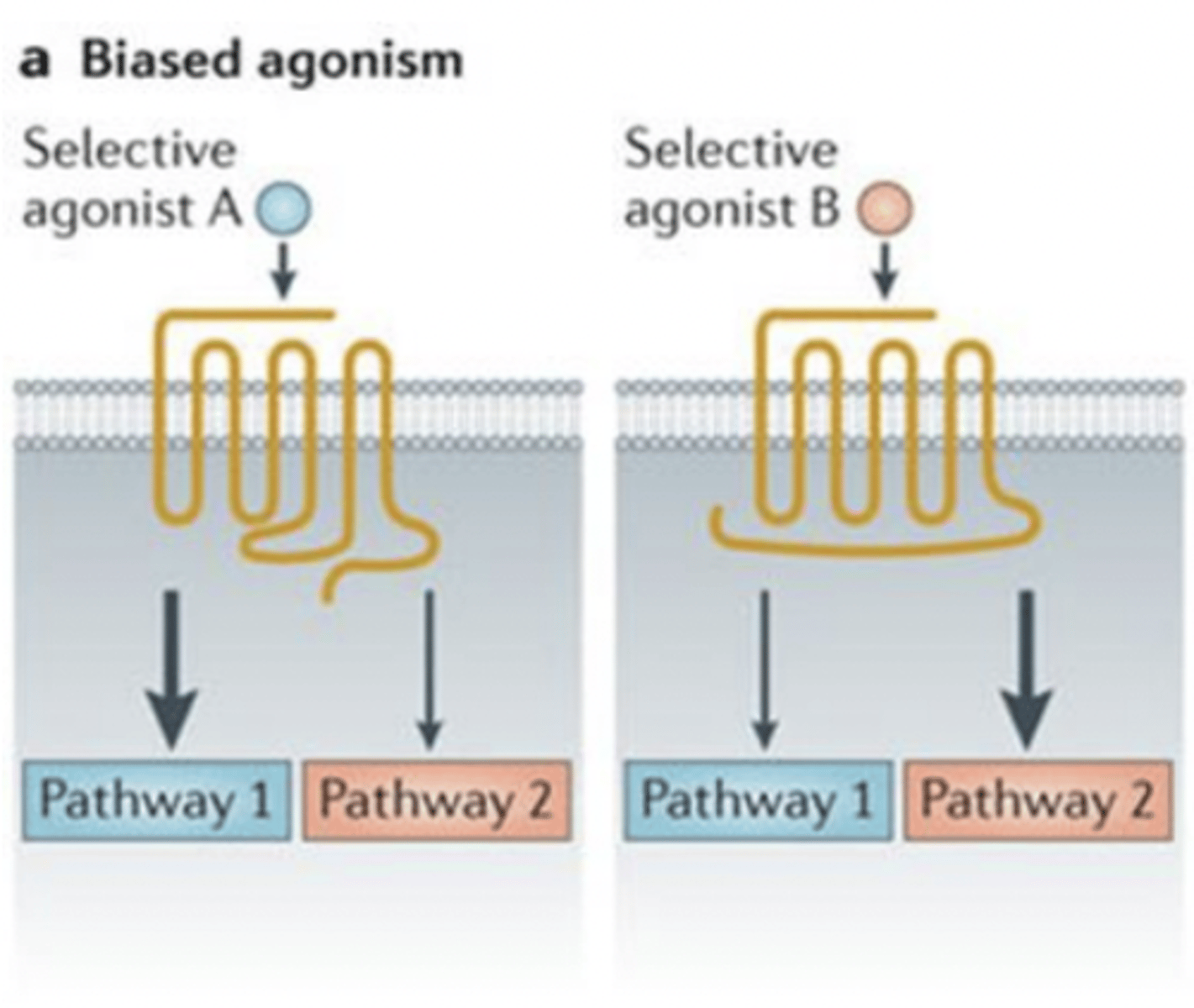 <p>ligand preferentially activates one signaling pathway over another (e.g., G protein vs. arrestin).</p><p>- can fine-tune drug effects → more therapeutic, fewer side effects.</p>