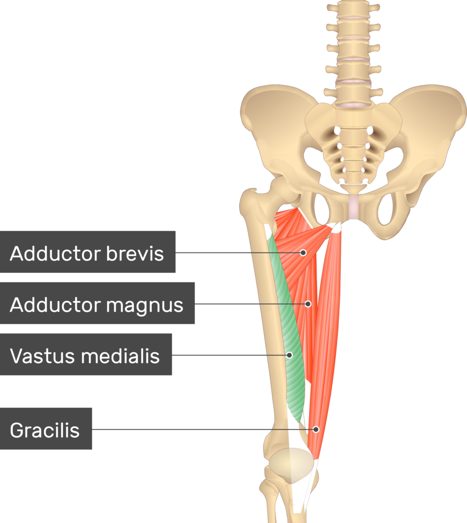<p>Vastus medialis</p>