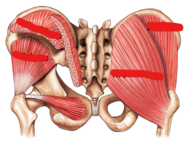 <p>Gluteus Minimis m.; origin/insertion</p>