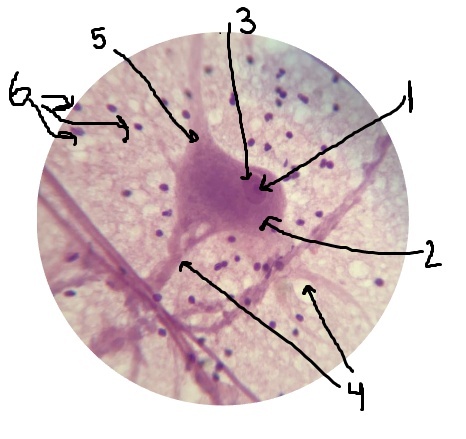 <p>What is #5 pointing to?</p>