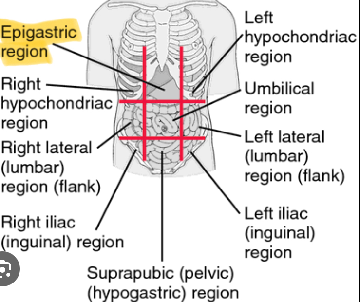 <p>Upper middle (Stomach, Pancreas)</p>