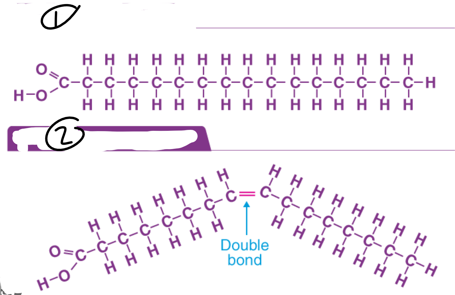 <p>Fatty acid that contains <u>one or more double carbon bonds</u>, leaving less room for hydrogen molecules</p>