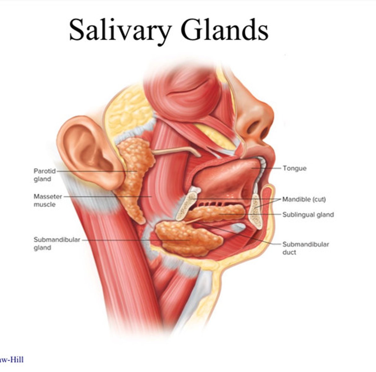 <p>parotid, sublingual, and submandibular glands</p>