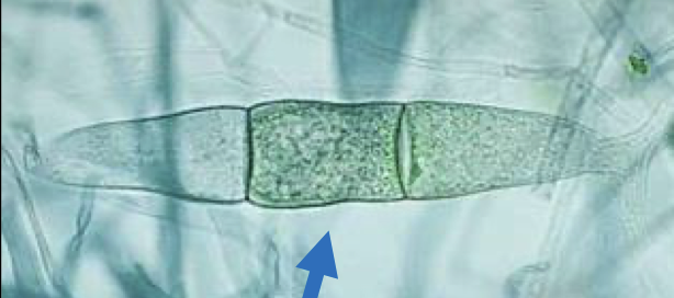 <p>What is this? Is it young or mature?</p>