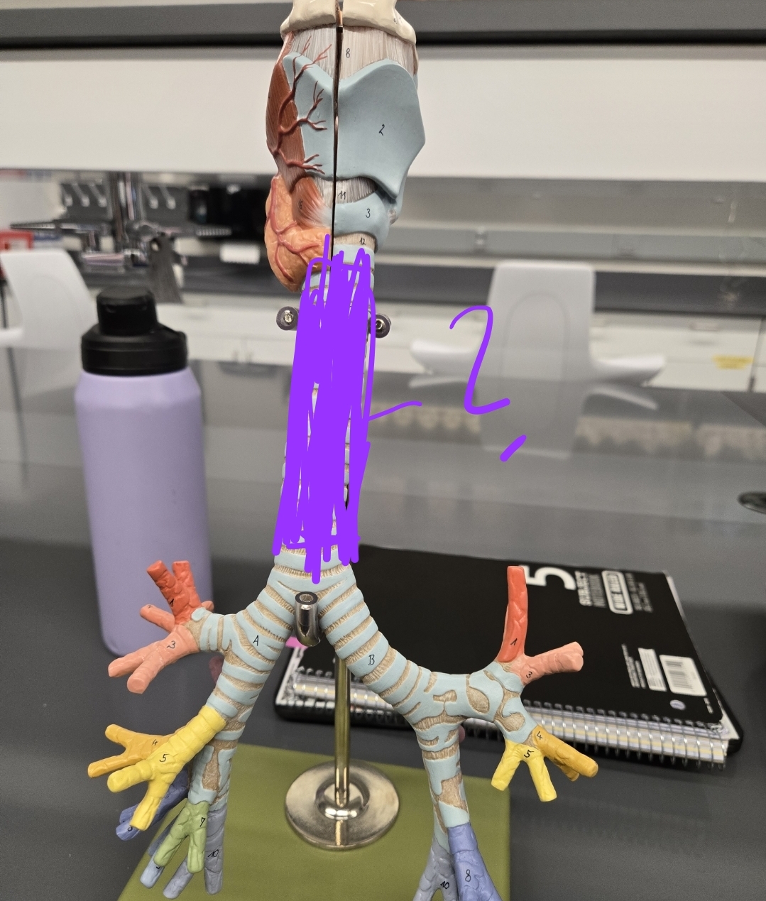 <p>Larynx, Trachea, and Bronchi model: What structure is this?</p>