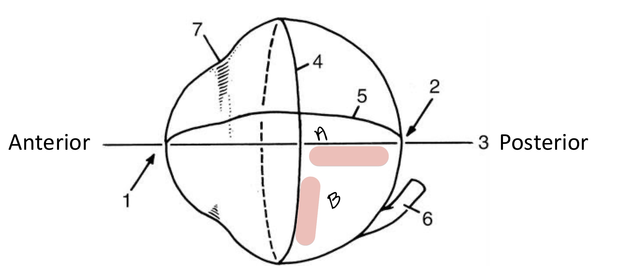 <p><span>Name the structure(s) indicated by a and b.</span></p>