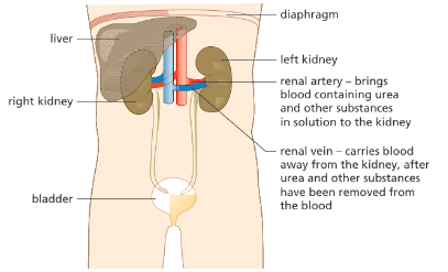<ul><li><p>Glucose, mineral ions, urea, and water all move out of the blood into the kidney.</p></li></ul><ul><li><p>The blood cells and large proteins are too big to leave the blood in the filtering process — they do not go into the kidney tissues.</p></li></ul><ul><li><p>All of the glucose is reabsorbed back into the blood by diffusion and active transport.</p></li></ul><ul><li><p>The amount of water and dissolved mineral ions that are reabsorbed back into the blood varies based on what is needed by your body. </p><ul><li><p>This is selective reabsorption.</p></li></ul></li></ul><p></p>