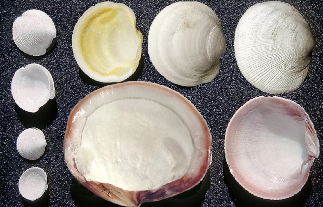<p>What phylum, class, subclass, infraclass, order, and family is this organism? What is their habitat and feeding?</p>