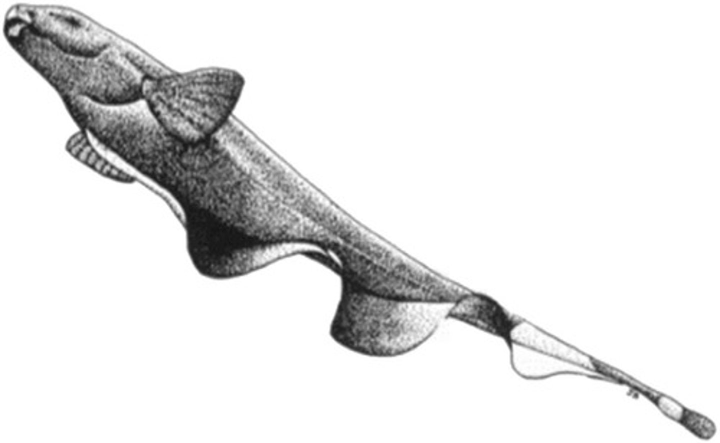 <p>Undulation along anal fin</p>