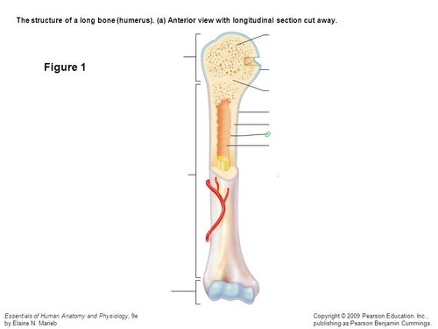 <p>CT covering the inner surface of the bone; lines the medullary cavity</p>