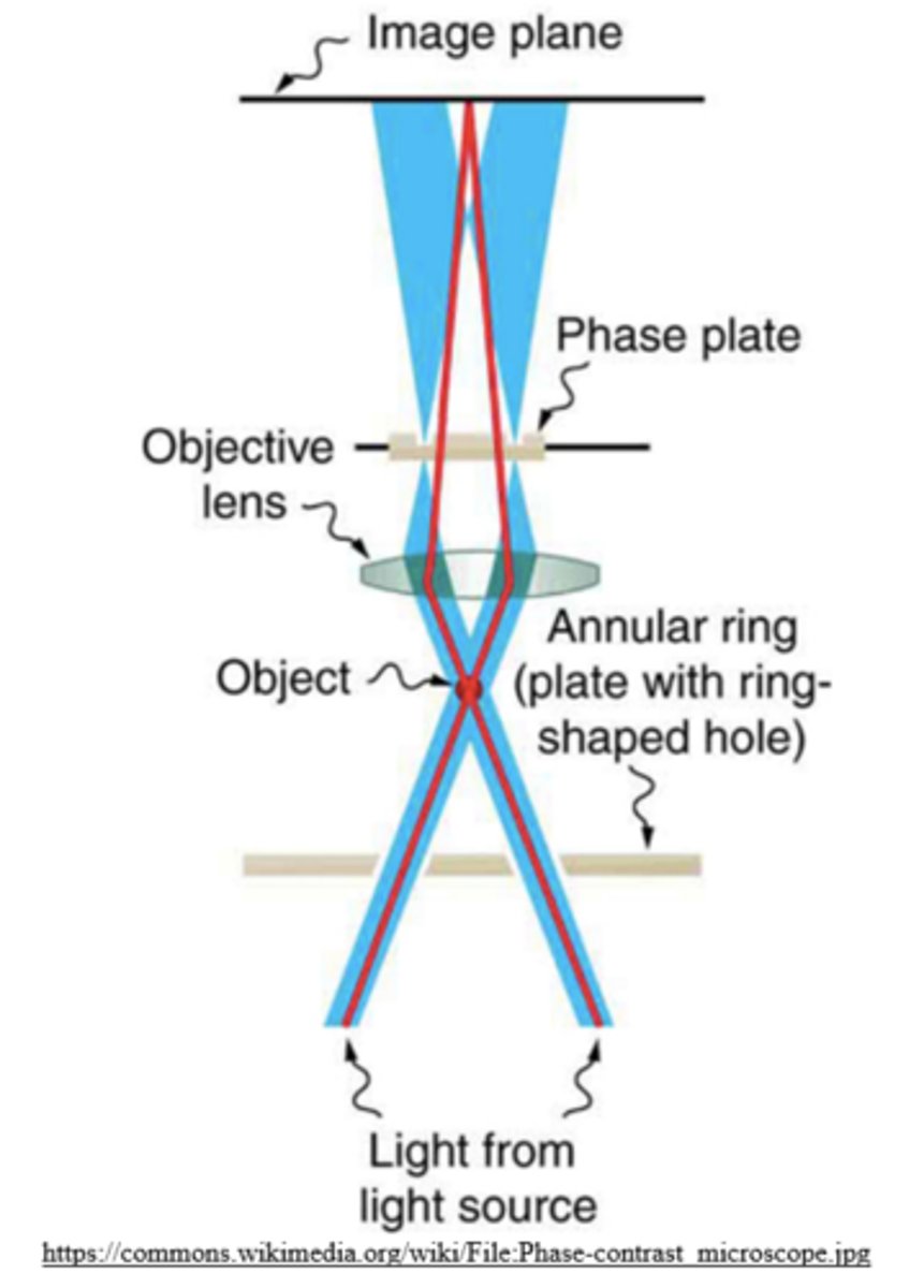 <p>phase-contrast microscopes</p>