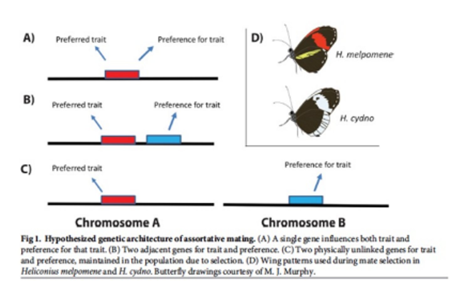 <p>close physical linkage between at least some loci determining mate choice-associated traits and preferences</p><p>- wing pattern important in mate choice</p><p>- 3 genetic loci identified > difference in wing pattern preference btwn males of two spp.</p><p>-- one loci close major wing patterning gene > optix</p>