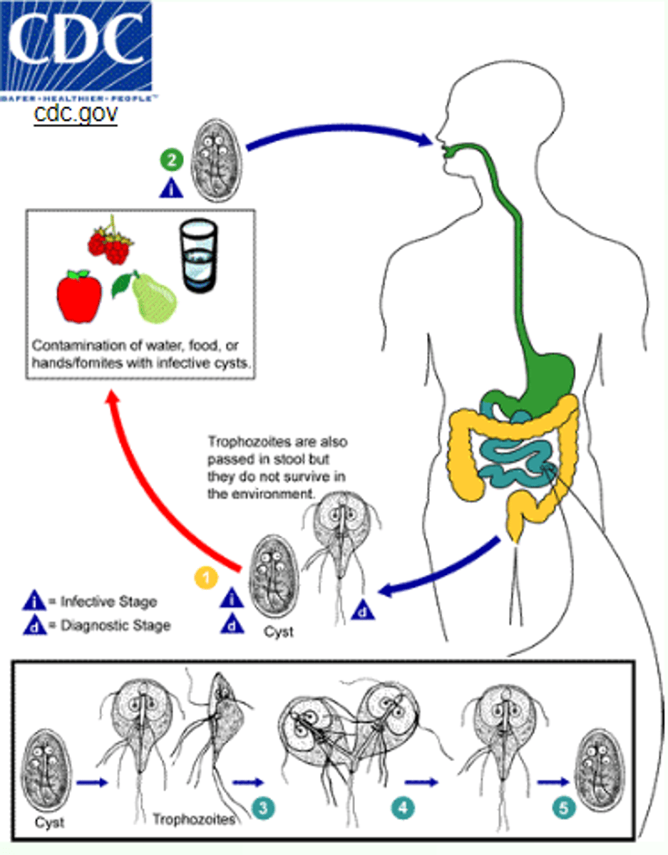 <p>Protozoa (Flagellate)</p><p>disease - giardiasis</p><p>symptoms - diarrhea, abdominal cramps, nausea</p><p>geographic region - worldwide</p><p>transmission - ingestion of cysts by contaminated food/water, fecal-oral, sexual contact</p><p>specimen - stool</p><p>pathogenic? - yes</p>