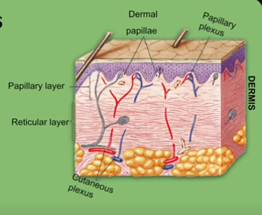 <ul><li><p><u>Dermis has Two Layer:</u></p><p><strong>-PALPILLARY </strong>LAYER</p><p><strong>-RECTICULAR</strong> LAYER</p></li><li><p>House blood supply</p></li></ul><p></p>