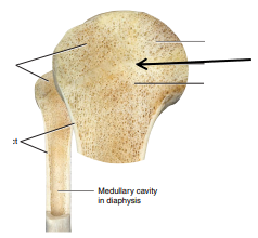 <p>Identify which part of the humerus is being pointed out.</p>