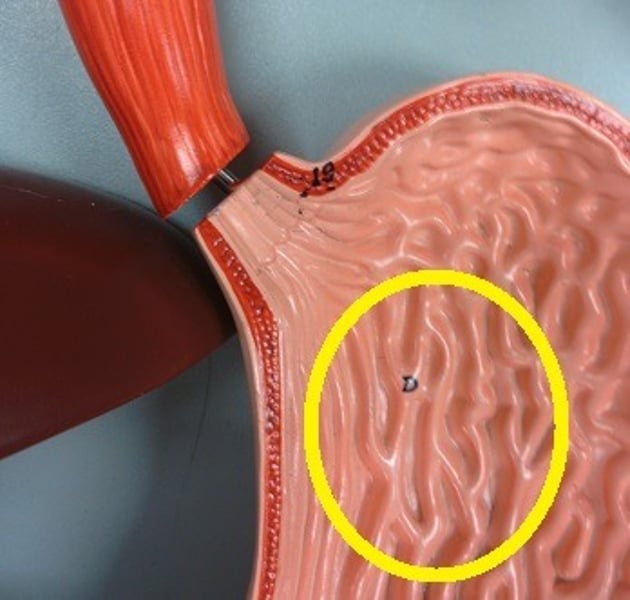 <p>folds on inner stomach lining that increase surface area for reactions</p>