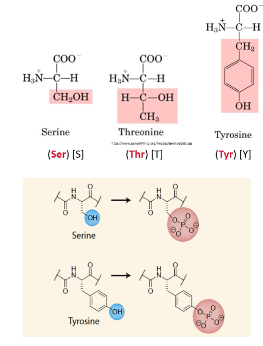 <ul><li><p>OH side chain can participate in the formation of hydrogen bonds</p></li><li><p>Amino acids with hydroxyl groups are important in Phosphorylation reactions</p><p>Phosphorylation → <span>When a phosphate group is added to the O on a hydroxyl group. A H is loss. Phosphorylation reactions are catalysed by protein kinases</span></p></li></ul><p><span><strong>Serine, Threonine, Tyrosine</strong></span></p>