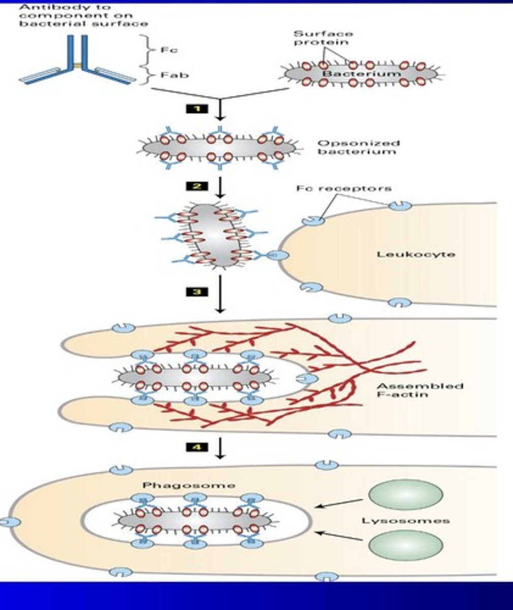 <p>Digestion of external substances by lysosomes.</p>