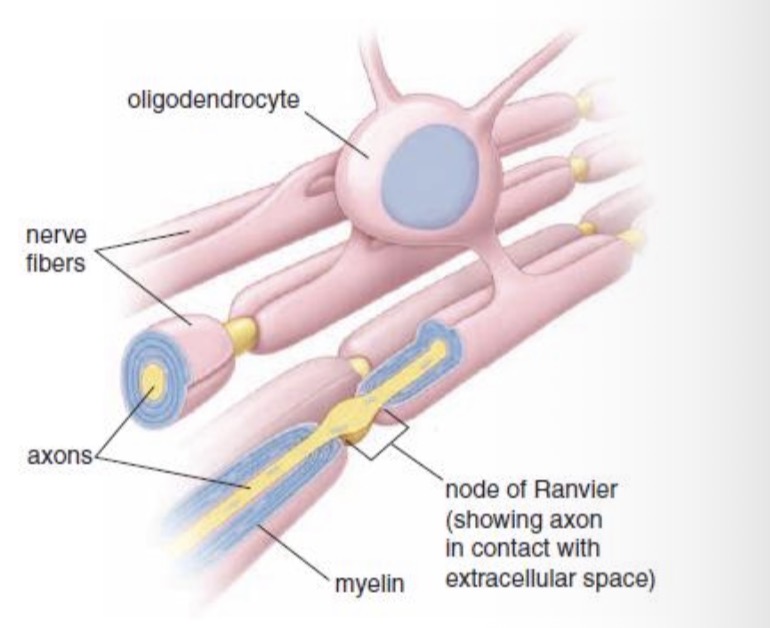 <ul><li><p>apvalus branduolys</p></li><li><p>Mažos (6–8 µm skersmens) ląstelės su ataugomis, kurios apsupa neuronu kunelius ir aksonus</p></li></ul><p></p>