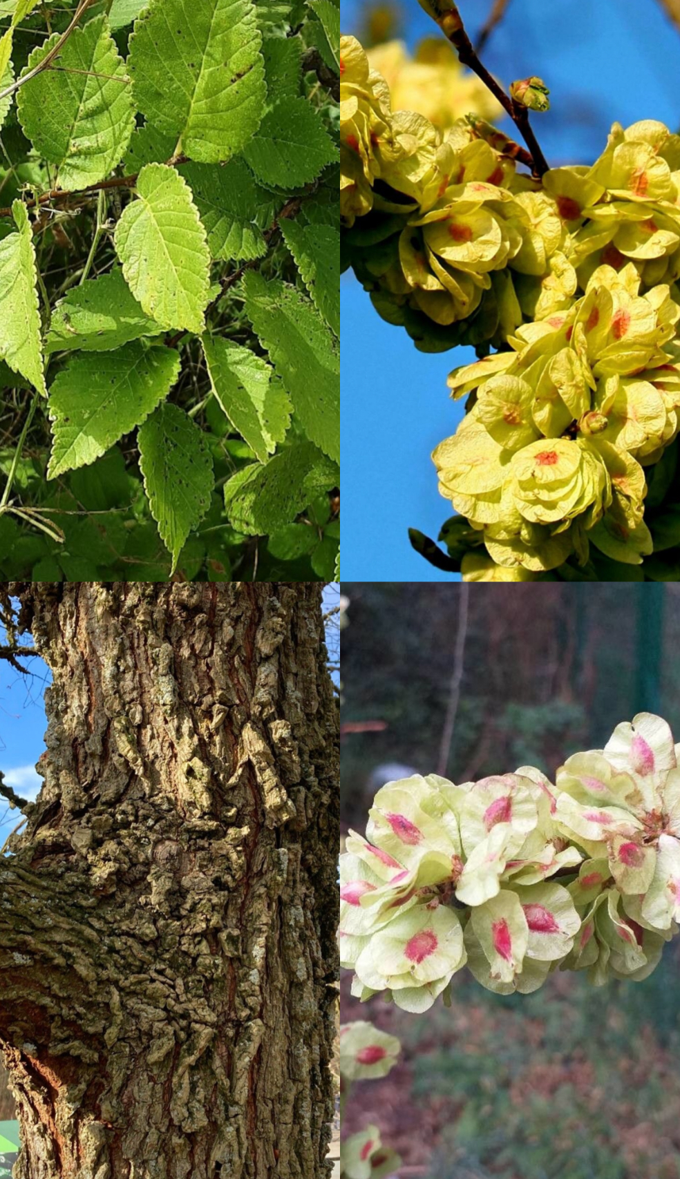 <p><span style="font-family: UICTFontTextStyleItalicBody; font-size: 19px;"><em>Ulmus minor</em></span></p>