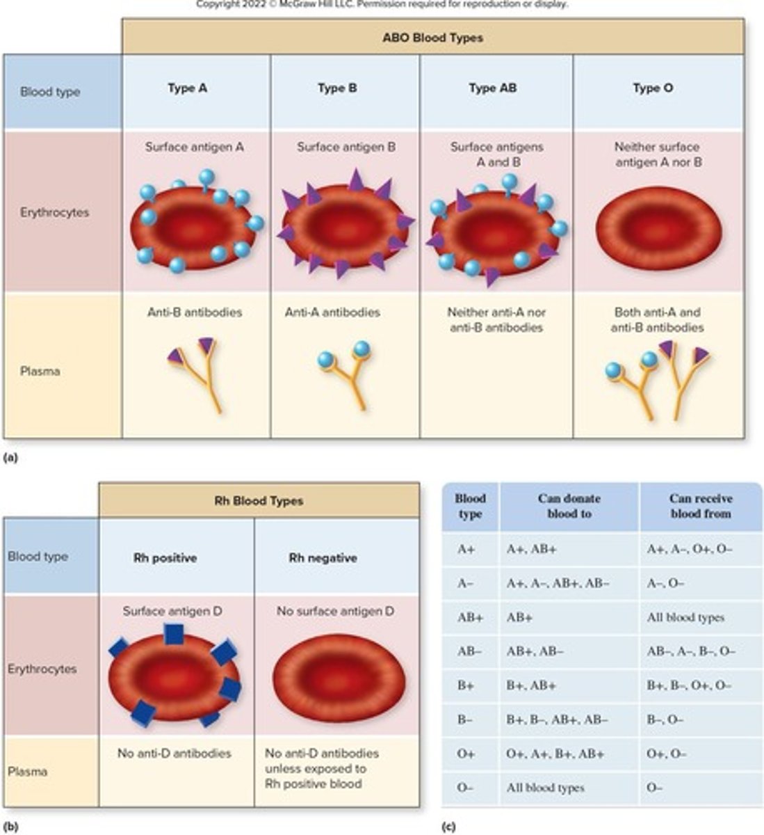 <p>Classification based on A and B surface antigens.</p>