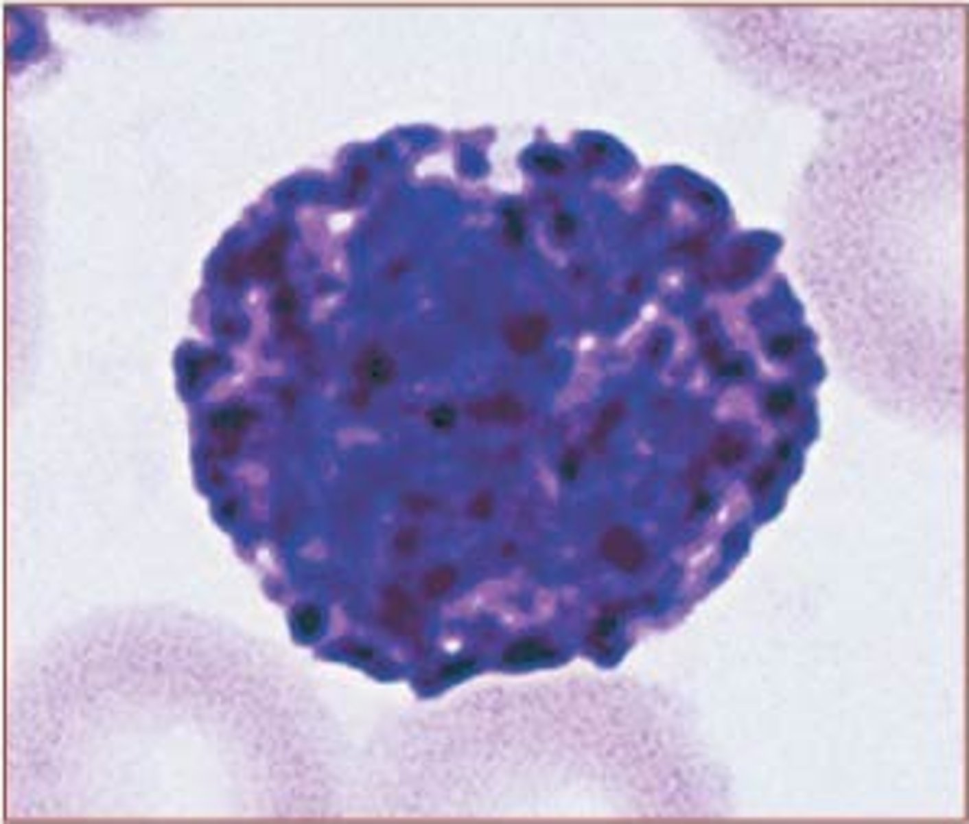 <p>Identify this leukocyte</p>
