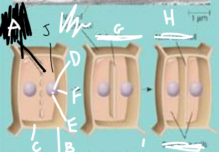 H (which phase is this?)