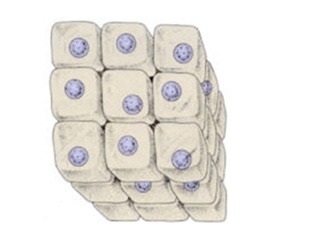 <p>What would happen to this cell?</p>