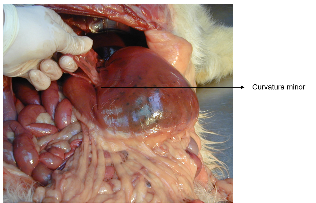 <p>Omentum is?</p>