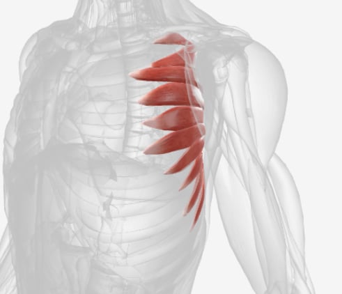 <p>What muscle is this?</p>