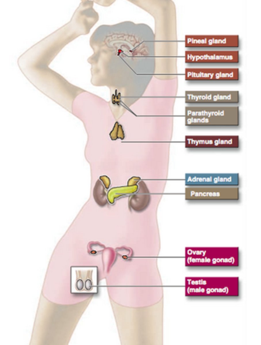 <p>neural- hypothalamus sends action potential to releases hormone, epinephrine released from adrenal medulla</p><p>hormonal- tropic hormones release other hormones, ACTH stimulates release of cortisol from adrenal cortex</p><p>humoral- blood component release hormone, glucose triggers release of insulin, lack of glucose triggers release of glucagon</p><p>will attempt to compensate for insufficiencies</p>