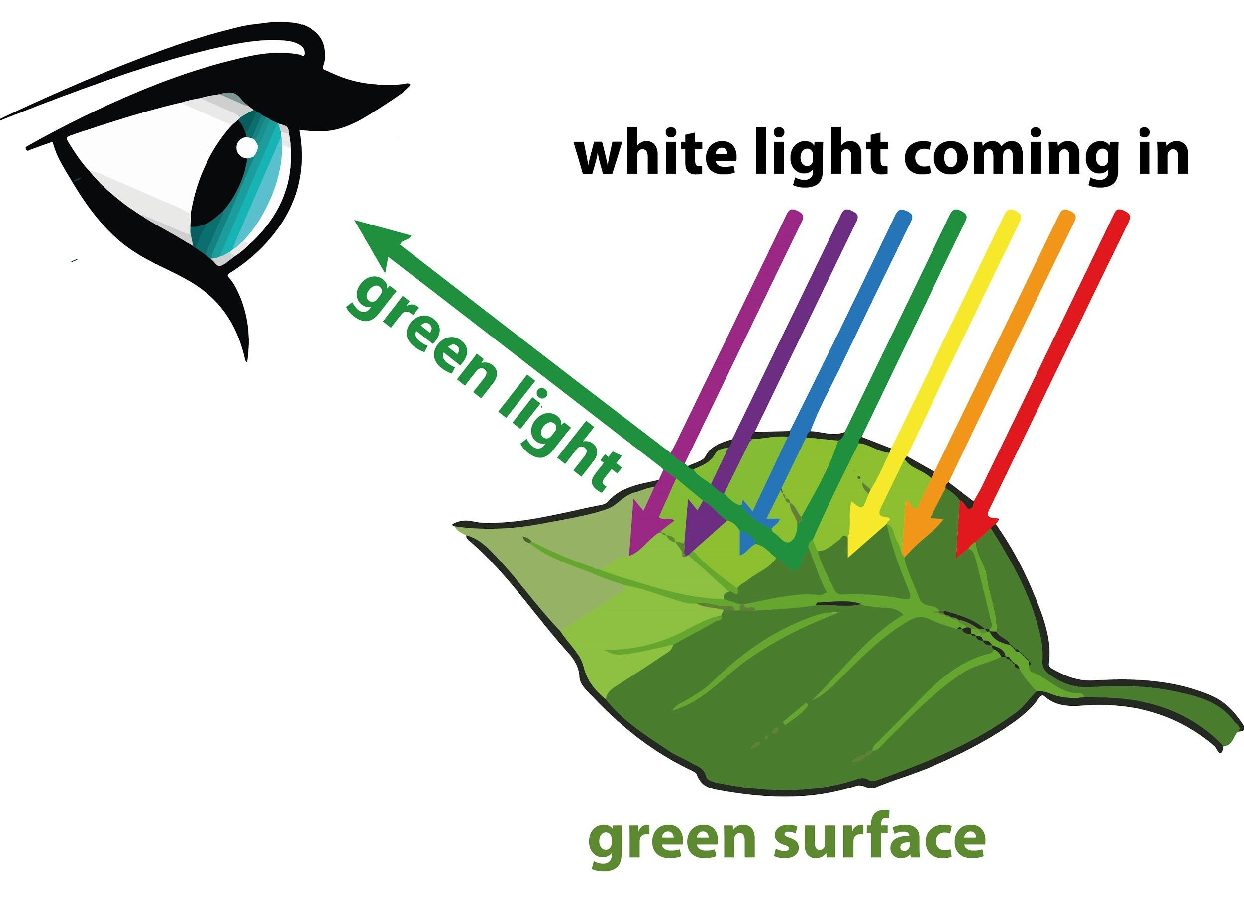 <p>A pigment’s structure determines which wavelengths of light it absorbs and which it reflects. Thus, a pigment can only absorb some wavelengths of light. </p><p>Chlorophyll a can absorb all wavelengths of light, but it reflects green wavelengths. Because chlorophyll a is the dominant pigment in most plants, most plants primarily reflect green light. This makes plants look green. </p>