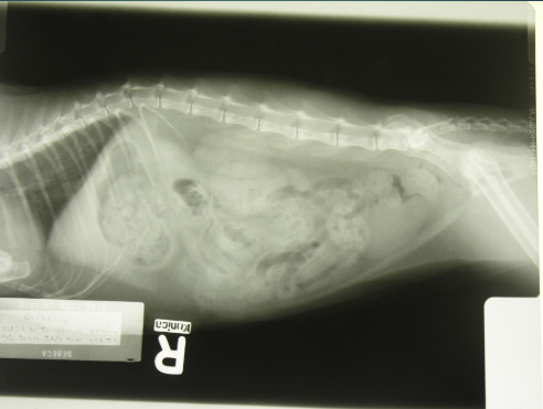<p>which body part is this?</p>
