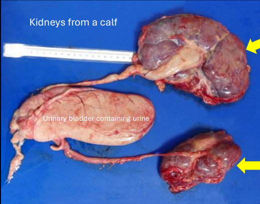 <p>What term is best used to describe the top kidney?</p>