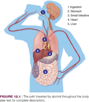 <ul><li><p><span style="background-color: transparent;"><span>Influences several neuroreceptor systems</span></span></p></li><li><p><span style="background-color: transparent;"><span>GABA, inhibitory neurotransmitter, blackouts</span></span></p><ul><li><p>Alcohol causes higher levels of GABA release so if enough of it gets released, it knocks out other systems. It can knock out the hippocampal memory system &amp; that’s why have blackouts</p></li></ul></li></ul><p></p><ul><li><p>Release natural analgesics</p><ul><li><p>Which tie into the pain perception system, so you become numb to pain </p></li></ul></li></ul><p></p><ul><li><p>The serotonin system also appears to be sensitive to alcohol. This neurotransmitter system affects mood, sleep &amp; eating behaviour &amp; is thought to be responsible for alcohol craving</p></li><li><p>Alcohol also exerts effects on dopamine reward system &amp; these effects may be responsible for the pleasurable feelings people experience when drinking alcohol</p></li></ul><p></p><p></p><ul><li><p><span style="background-color: transparent;"><span>We generally experience a feeling of well being, inhibitions reduced and we become more outgoing</span></span></p></li><li><p><span style="background-color: transparent;"><span>These reactions occur partly because the inhibitory centres in the brain are initially depressed (in the sense of slowed)</span></span></p></li><li><p><span style="background-color: transparent;"><span>With continued drinking, however, alcohol depresses more areas of the brain, which impedes the ability to function properly.</span></span></p></li><li><p><span style="background-color: transparent;"><span>Motor coordination is impaired (staggering, slurred speech), reaction time is slowed, we become confused, our ability to make judgments is reduced, and even vision and hearing can be negatively affected, all of which help to explain why driving while intoxicated is very dangerous.</span></span></p></li></ul><p></p>