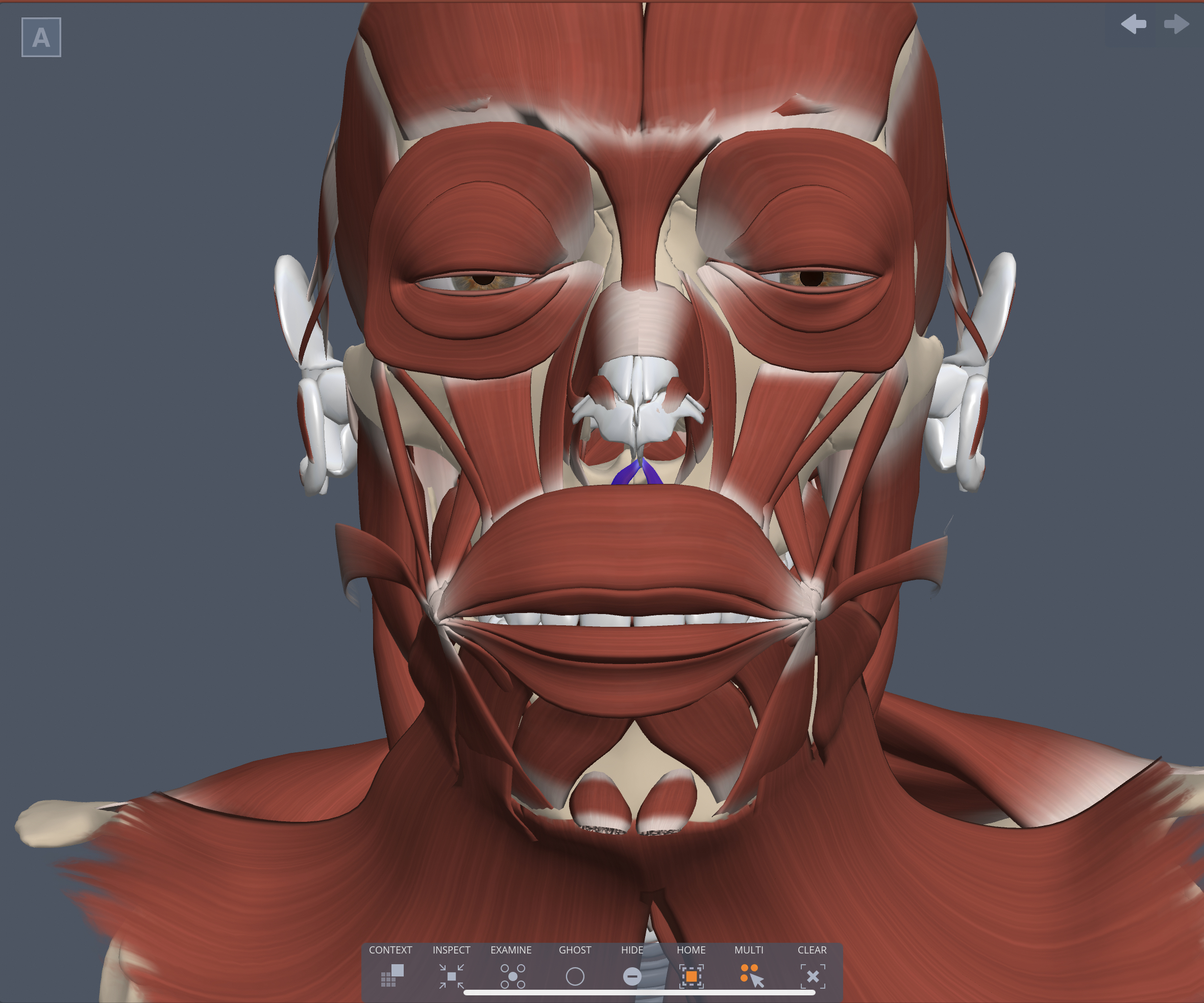 Action of Depressor septi muscle