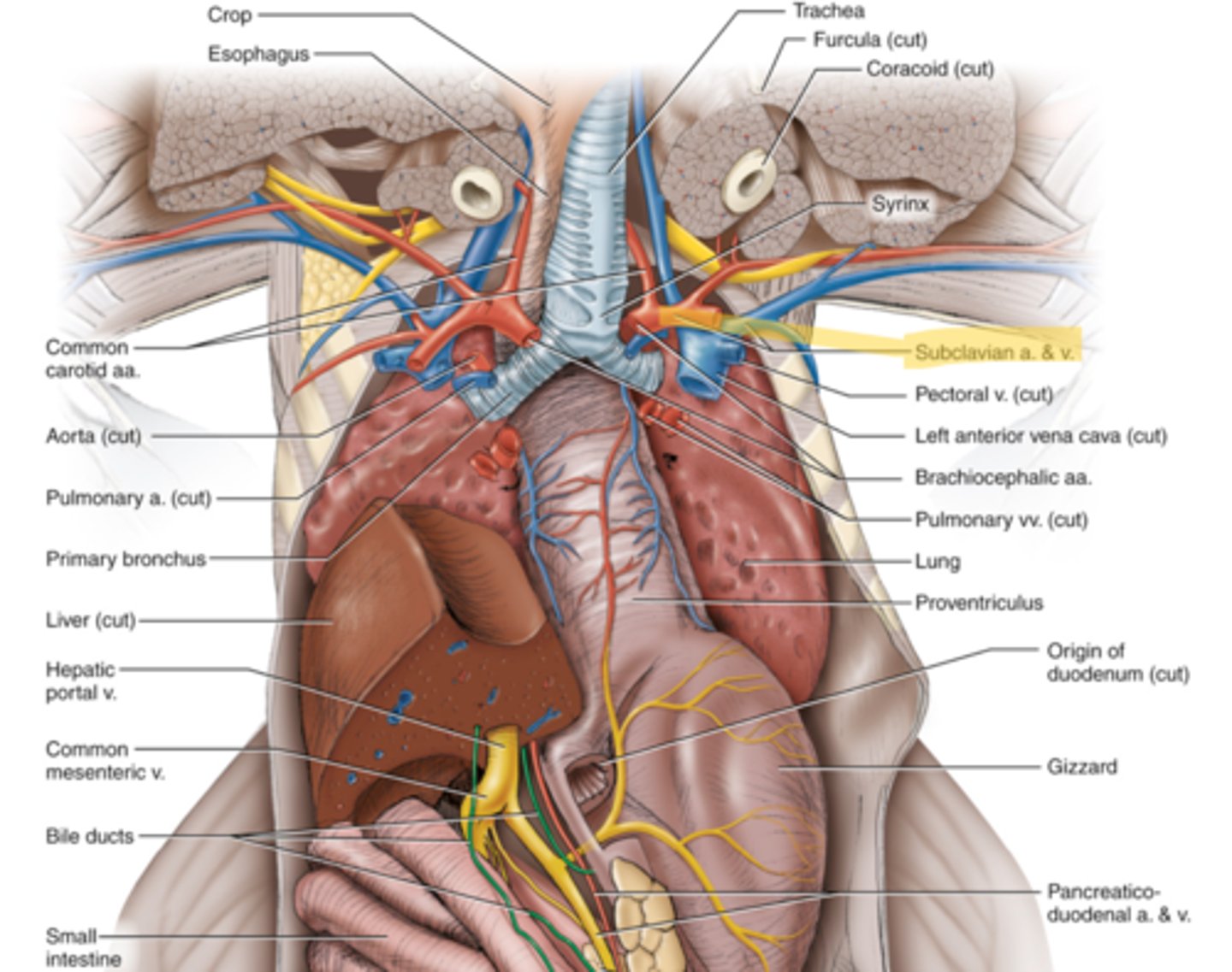 knowt flashcard image