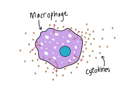 <p>found in organs…help reveal pathogens by cutting up them to display antigens and trigger immune response </p>