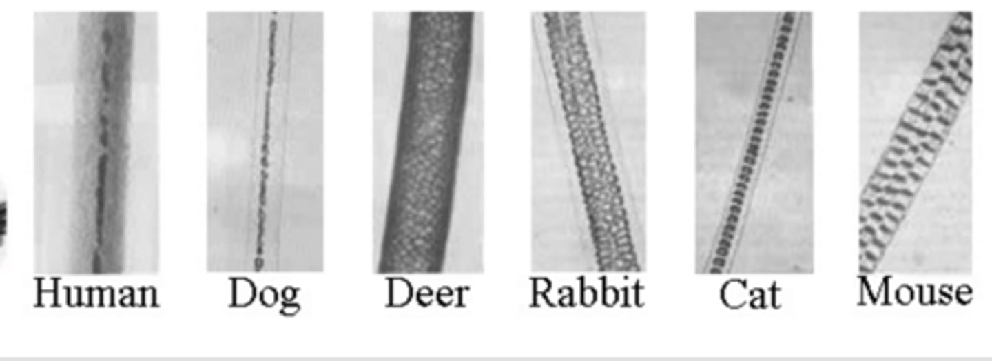 <p>-Made of proteins.</p><p>-wool</p><p>- cashmere, mohair</p><p>- angora</p><p>-Silk</p>