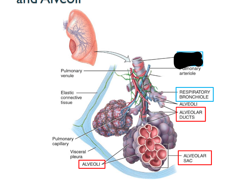 <p>What structure is this within the Lungs?</p>