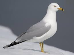 <p>highly social, adults have white heads, inland lakes, strong fliers, ground nesters</p>