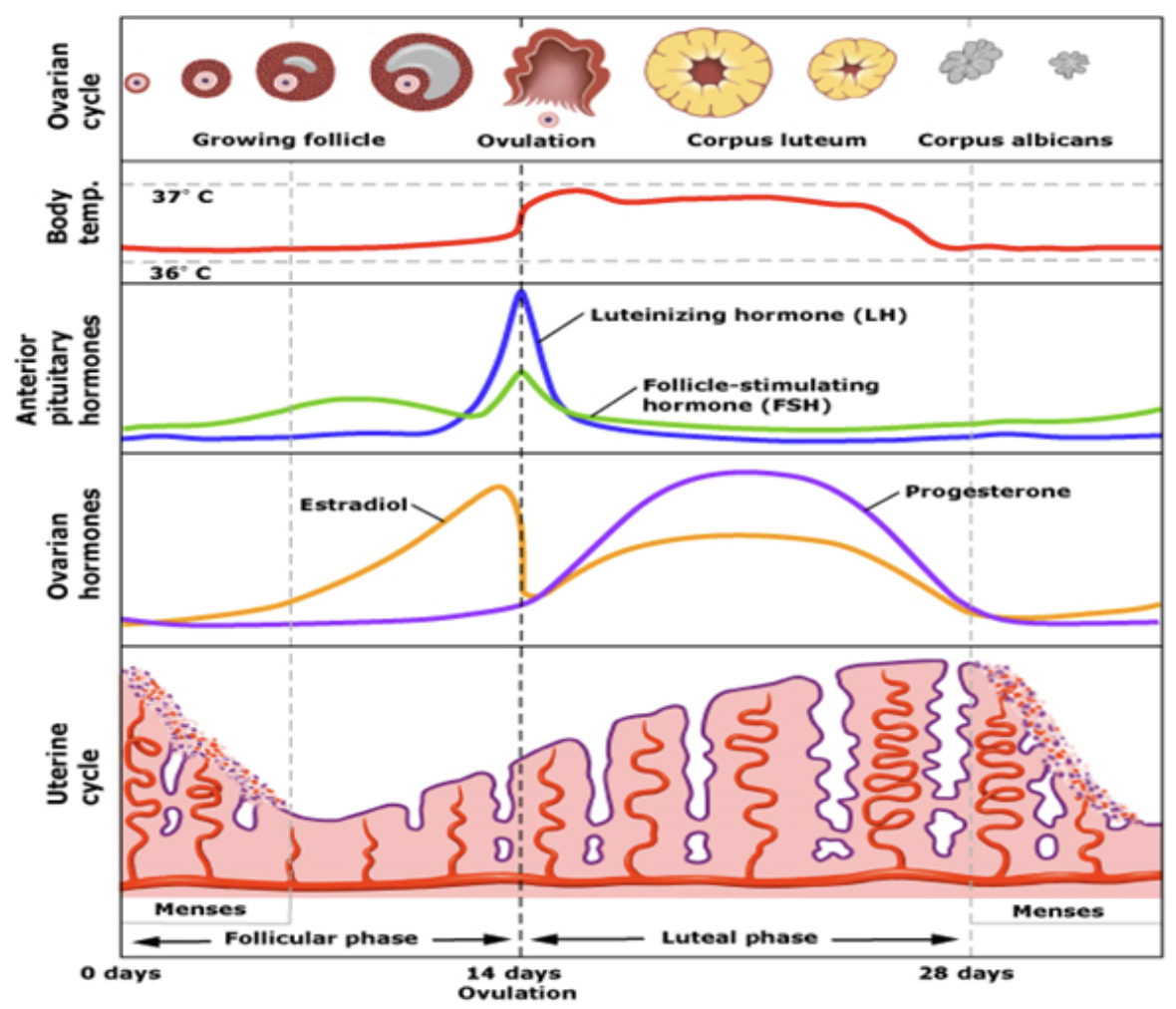 <ul><li><p>FSH initiates development of follicles</p></li><li><p>Follicles develop and produce increasingly more E2</p></li><li><p>E2 thickens uterine lining</p></li><li><p>E2 acts on kisspeptin in AVPV and creates a positive feedback loop on GnRH</p></li><li><p>GnRH causes a surge of LH</p></li><li><p>LH causes one follicle to rupture</p></li><li><p>With that E2 drops</p></li><li><p>Egg goes into the fallopian tubes</p></li><li><p>Corpus luteum (what’s left of the follicle) remains</p></li><li><p>Corpus produces progesterone to maintain uterine lining</p></li><li><p>If an egg is fertilised it implants into lining, placenta forms which starts producing progesterone and also hCG to keep the corpus alive (and preventing further follicles from maturing)</p></li><li><p>If the egg is not fertilised, corpus dissolves, progesterone drops, lining starts shedding and the cycle starts again</p></li></ul><p></p>