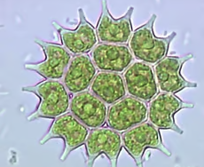 <p>Colonial forms with specific shape and cell number, new colonies form inside individual cells by fusion of zoospores</p>