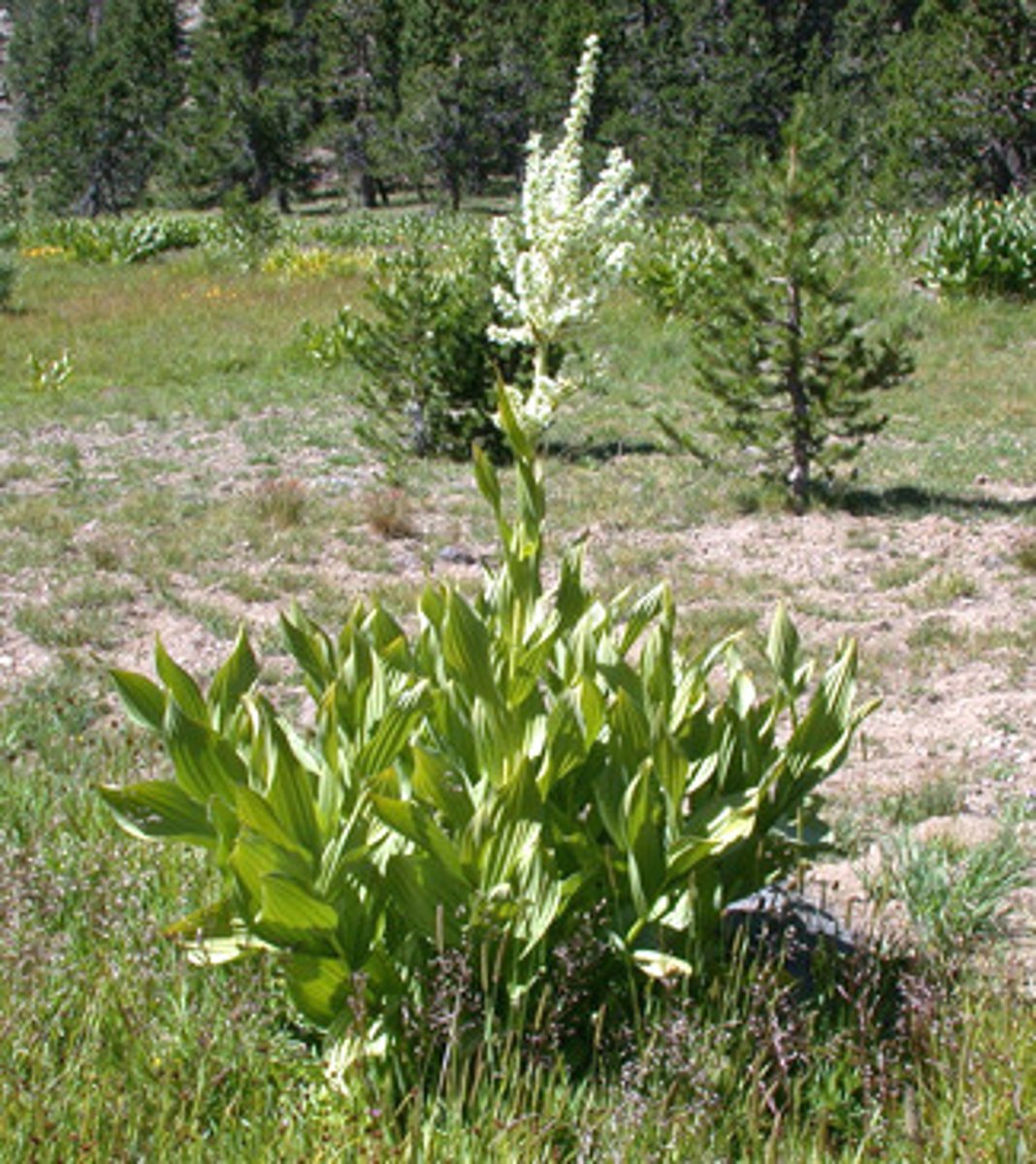 <p>skunk cabbage, hellbore</p><p>day 14 gestation - cyclopia, cleft palate</p><p>day 30 - limb/bone shortening</p>