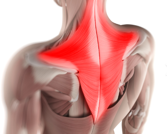 <p>Trapezius</p>
